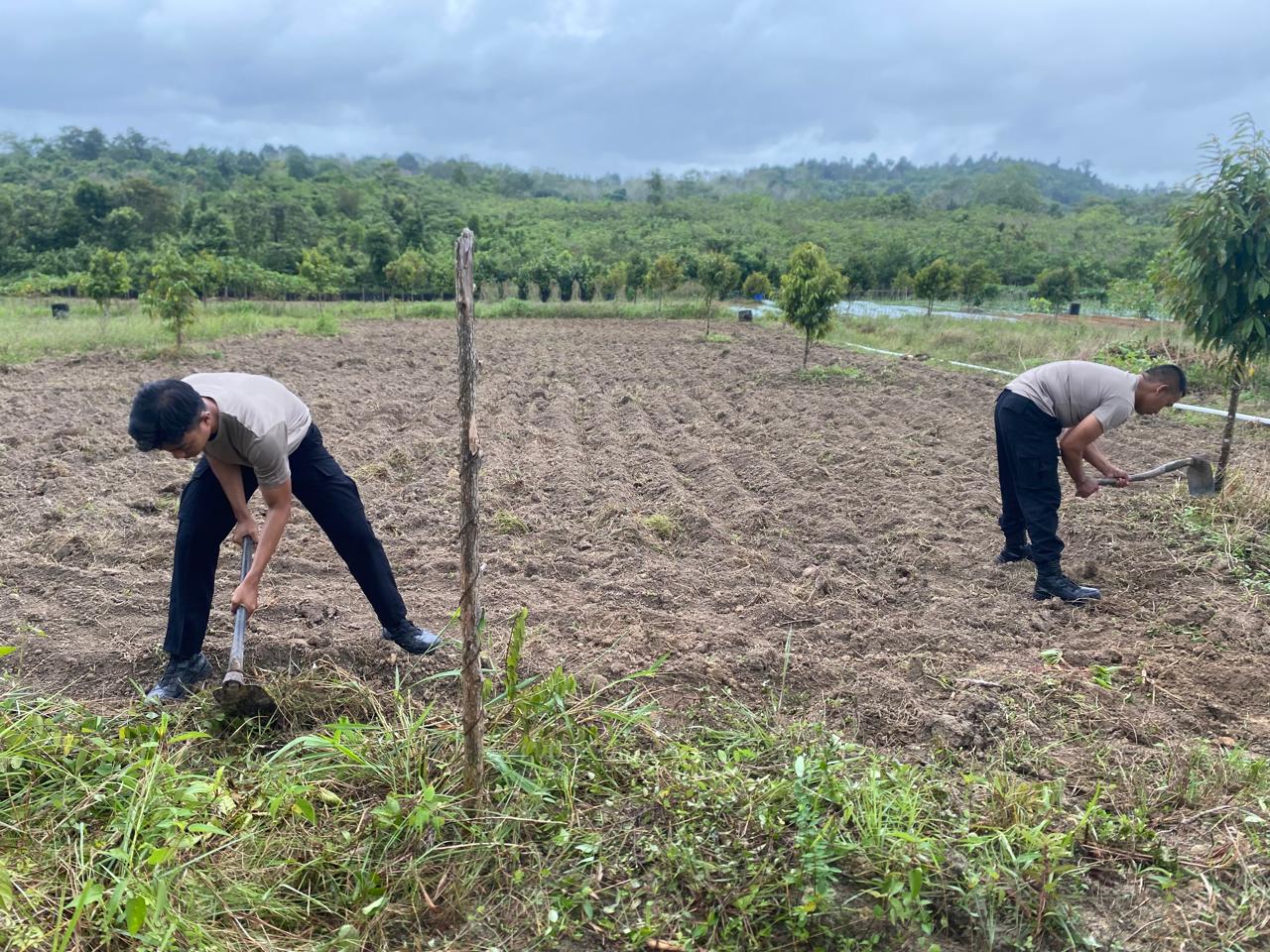 Polres Natuna dan Polsek Jajaran Dukung Program Ketahanan Pangan Penanaman Jagung
