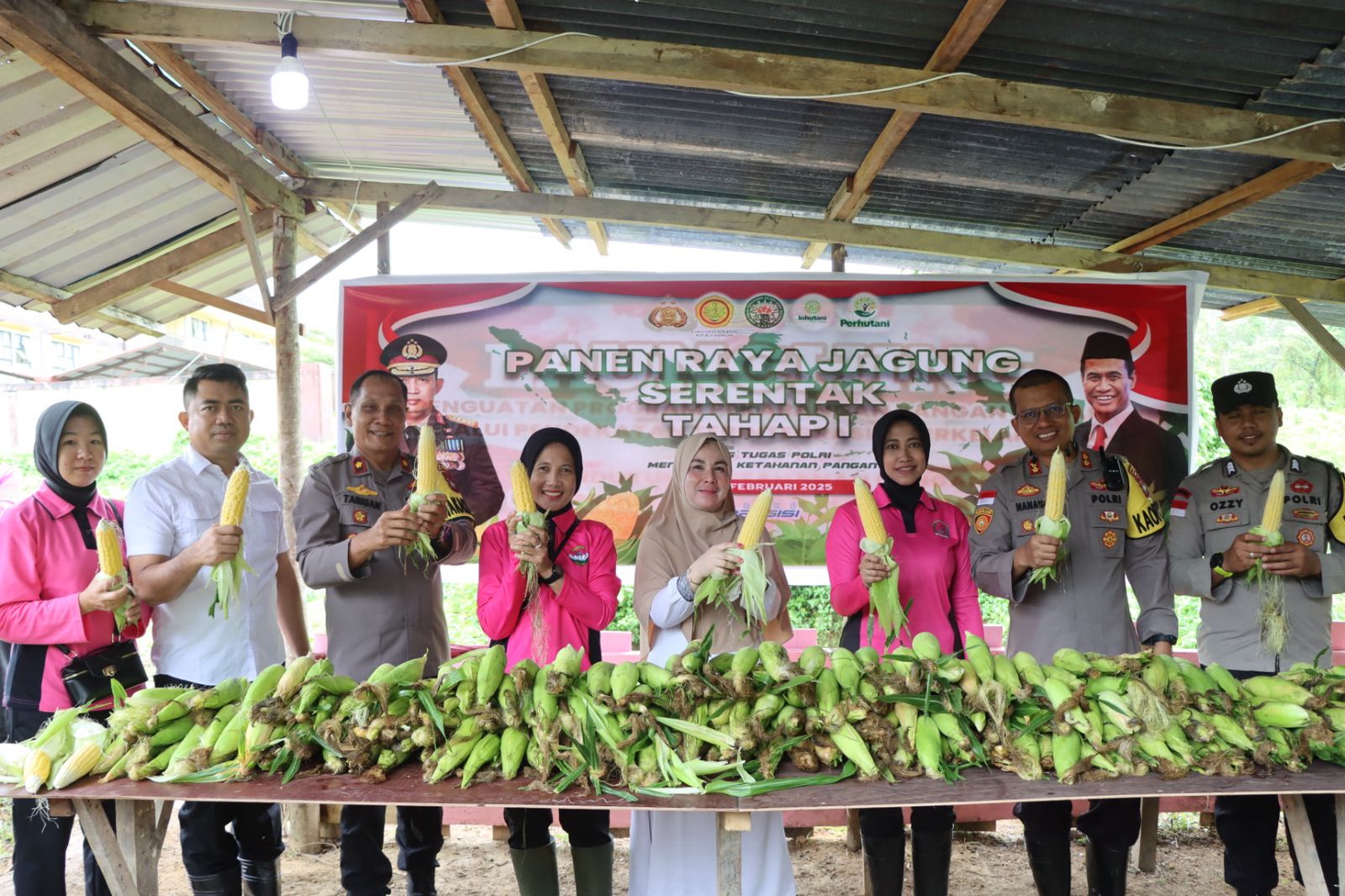 Kapolres Natuna Panen Raya Jagung Serentak, Dukung Ketersediaan Stok Lokal